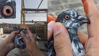 chapri madi, chapra pair, highflyer pigeon | Mughal Pigeons Loft