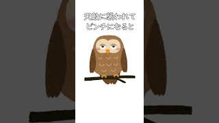 リスに関する雑学① #shorts