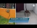 El origen del aguijón pica jopo, el “animal” que aterroriza Colombia