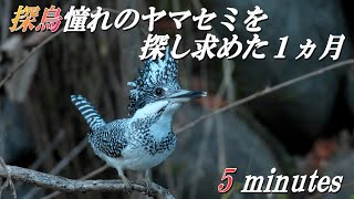 【探鳥、憧れのヤマセミ 5 minutes】ヤマセミ撮影１ヵ月間のダイジェスト