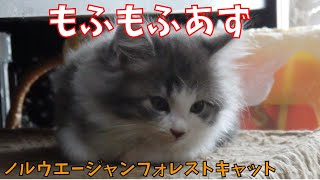 もふもふ子猫ノルウエージャンフォレストキャットあず