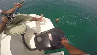 Grouper 2kg fishing #11