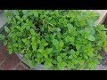 How & Why To Prune Mint