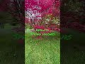 Japanese maple trees, how to select, water, feed and protect them from sun / wind!