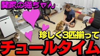 【猫】チュールタイム愛猫に翻弄される関優太【関優太/切り抜き】