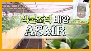 [ASMR] 공공기관이 알려주는 조직배양 프로세스 A to Z