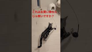 【猫動画】猫のおもちゃシリーズ。これはコスパ最高かもよっ！#shorts