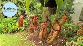 Burke's Backyard, Tropical Pitcher Plants