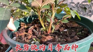 这4个月季品种，是我同样管理情况下，长势快开花最标准的