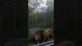 Banergatta national park 🦁🦁#baner gatta #nationalpark #lions #animals #banglore #animallover