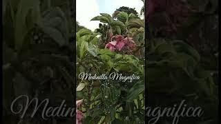 166: Medinilla Magnifica | Parijoto #shorts #shortsvideo #shortsfeed