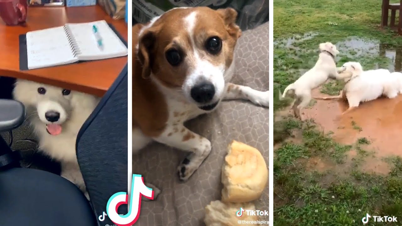 Best Compilation Of Cute Puppies Funny Dogs рџђ рџђ Youtube