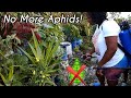 No More Aphids In My Garden! Organic Pest Control