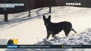 В селе Цаповка пёс принёс в хозяйский двор человеческую голову