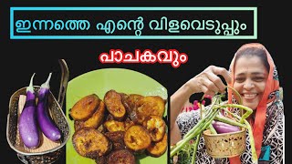 my terrece organic vegetable harvesting വിഷരഹിതമായ പച്ചക്കറിയും പാചകവും