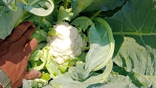 Cauliflower WS 505 , Chindwara Madhya Pradesh, November 2023