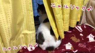 ニャルソックもお久しぶり♪かわいい警備隊★