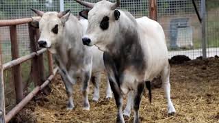 We will look at the Cattle Breeds Indigenous found in Turkey Gray Race