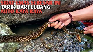 Dikira Ular Ternyata Sidat Emas Sebesar Ini Di Celah Batu