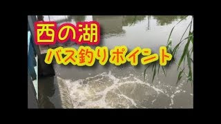 西の湖　ブラックバス釣りポイント　滋賀県琵琶湖から長命川