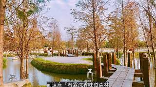 全台最大「景觀日式庭園」在這!落羽松環繞「湖中愛心島」快揪心上人來拍~