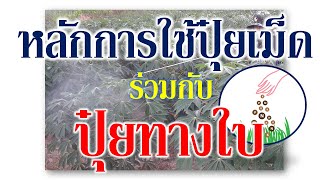 ปุ๋ยทางใบกับทางดิน จำเป็นต้องใช้คู่กัน ป้องกันการขาดสารอาหารของพืช