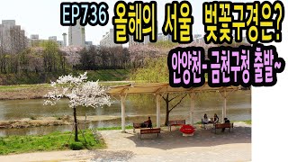 EP736 올해의 벚꽃은~ 안가본, 안양천 코스(금천구청▶독산역)  Seoul, Anyangcheon Cherry Blossom Road