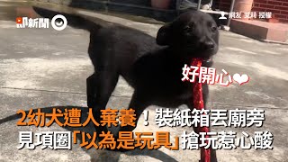 2幼犬遭棄養裝箱丟廟旁！以為項圈是玩具...搶玩惹心酸｜寵物｜黑狗｜遺棄