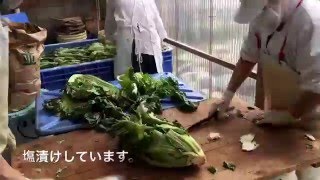 高菜塩漬けします！うまもん漬物