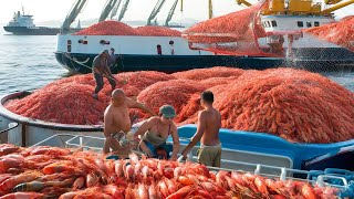 Giant Shrimp Nets - What Happens When You Catch 100 Tons of Shrimp in One Day?