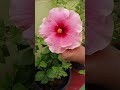 flowers harvesting రంగురంగుల పువ్వులు hibiscus jasmine flowers harvesting plant care tips