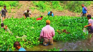 খাটি দেশি মাছ শিকার ছোট নদীতে টানা জাল দিয়ে-net fishing in the river