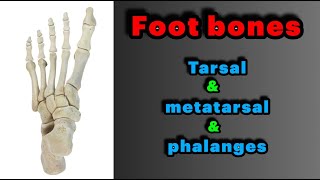 جلسه 13 | استخوان های پا بخش اول-Bones of foot part one(tarsal bones)