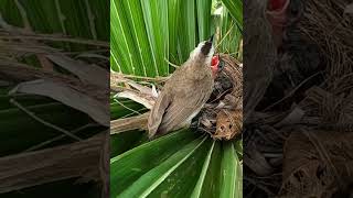 Awesome mother bird has a small worm to give her children that very hungry #animals #shorts #bgmi