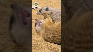 Mongoose Fearless Snake Killers #reels #shorts #facts #usa #india #mammals #viralvideo #animals