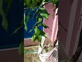 Nanam mangga si mana lagi udah ada buah nya buat depan rumah #shorts