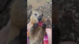 【動物の癒し動画】抱っこされて食べるご飯おいしいなー #shorts #動物 #animals #animal #funnyanimals