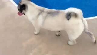 Joey the pug vids.-Im ganna catch you!