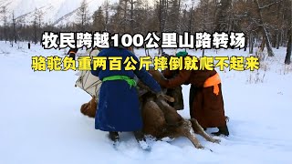 牧民跨越100公里山路转场，骆驼负重两百公斤，摔倒就爬不起来