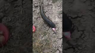 snakehead fish catched korramenu chapa korramatta fish #fishing #fishcutting #fish #viralvideo