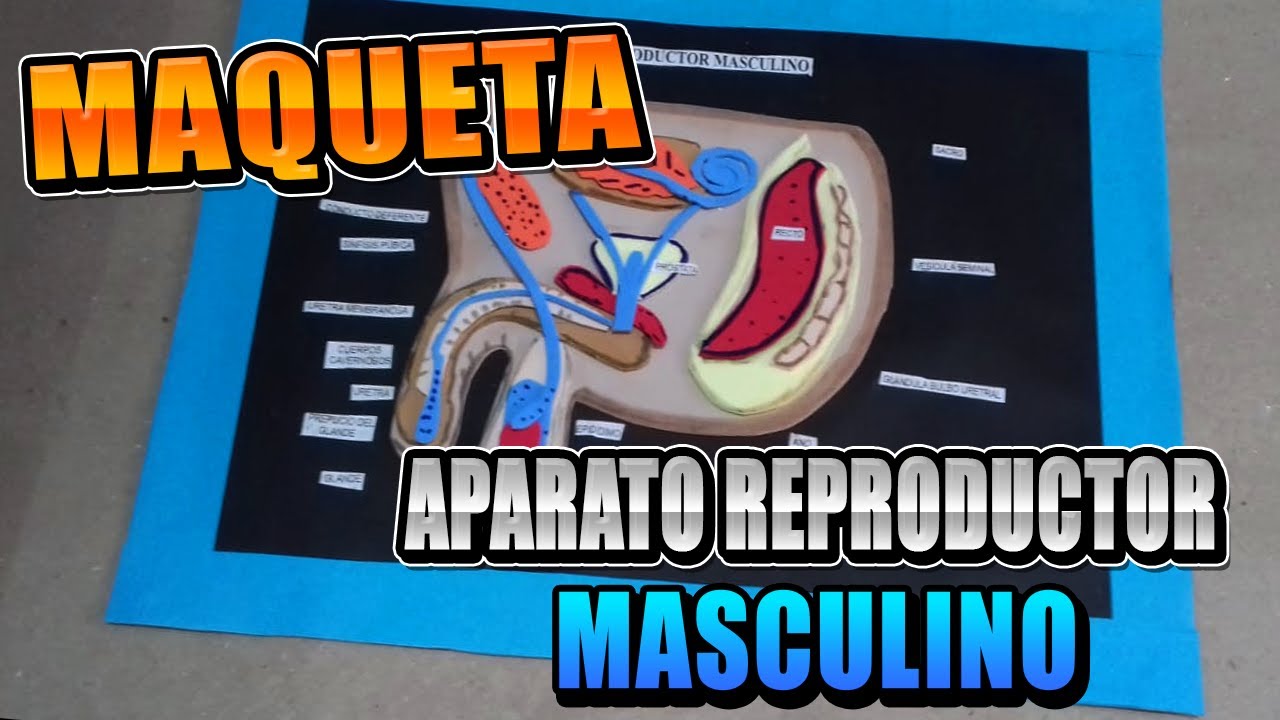 Como Hacer Una Maqueta Del APARATO REPRODUCTOR MASCULINO - YouTube