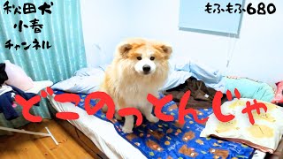 【犬 かわいい】【大型犬】【akita inu -秋田犬】【秋田 犬】もふもふ