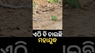 Snake And Chameleon Battle | ଏଠି ବି ଚାଲିଛି ମହାଯୁଦ୍ଧ | Never Seen Before | Odia News | Shorts