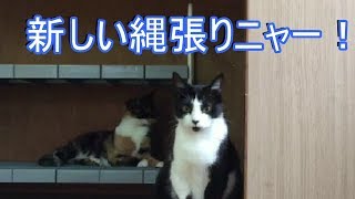 押入れを片付けて猫達の為に開放したら猫達は真っ先に入ってくつろいでいました！