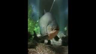 Giant Pacu fish 2.5 feet long in a 300 Gal fish aquarium, River Monster