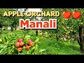 Apple Orchards In Kullu-Manali | Apple Garden Himachal Pradesh |Apple Garden Manali Travel Evergreen