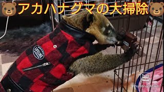 【アカハナグマ】お部屋月に１度の大掃除🐻