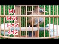 Họa Mi Mái Hay, xùy gạ kích trống cực tốt, chuẩn chim sạch vẫn chăm cám gà, ko lỗi... #0374961666