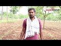 chilli farming information farming guide vijay karnataka