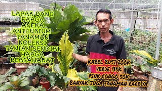 ANEKA TANHIS HARGA MURAH  TANIAN SENDIRI BANG FARGA|  ANTHURIUM \u0026 TANAMAN RARE| READY KUJANG CAKEP 👍